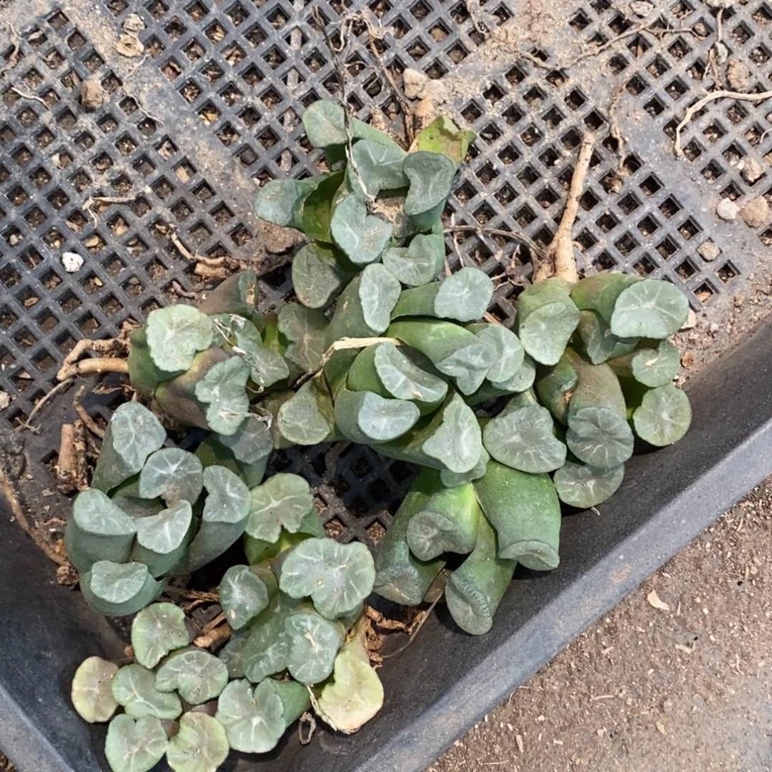 2304 一颗超大实生大窗万象