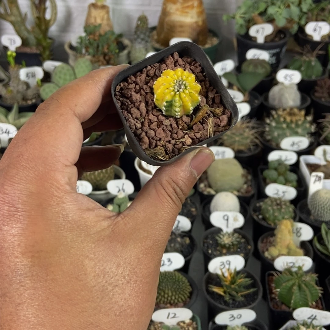 奇特球锦一物一拍