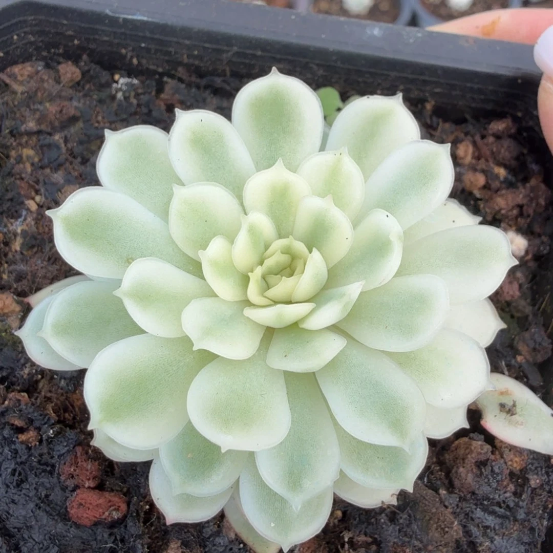 梦幻玫瑰超白锦无替品