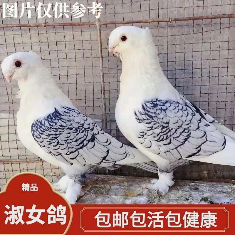 淑女鸽包活鸽子活物公母一对活体观赏鸽幼鸽幼崽纯种