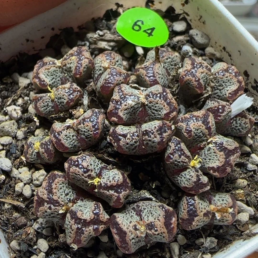 漂漂亮亮多肉植物64