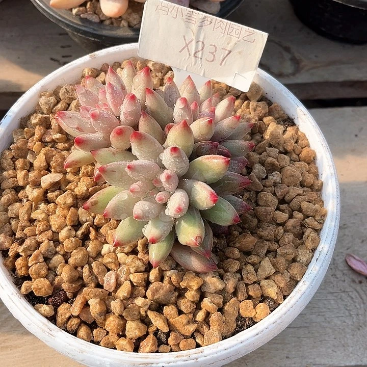 自****由我是你的小可爱呀我是我