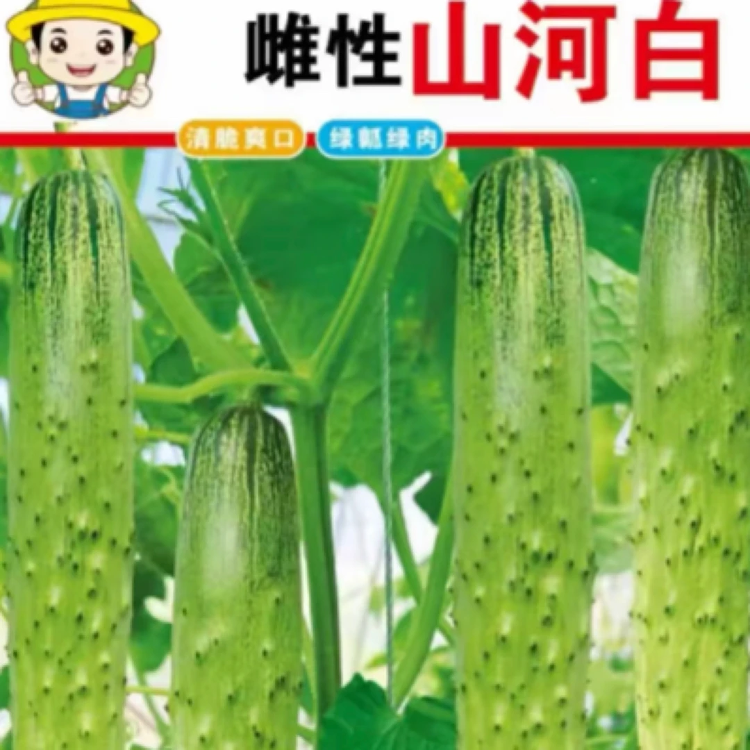 五常山河白旱黄瓜种子