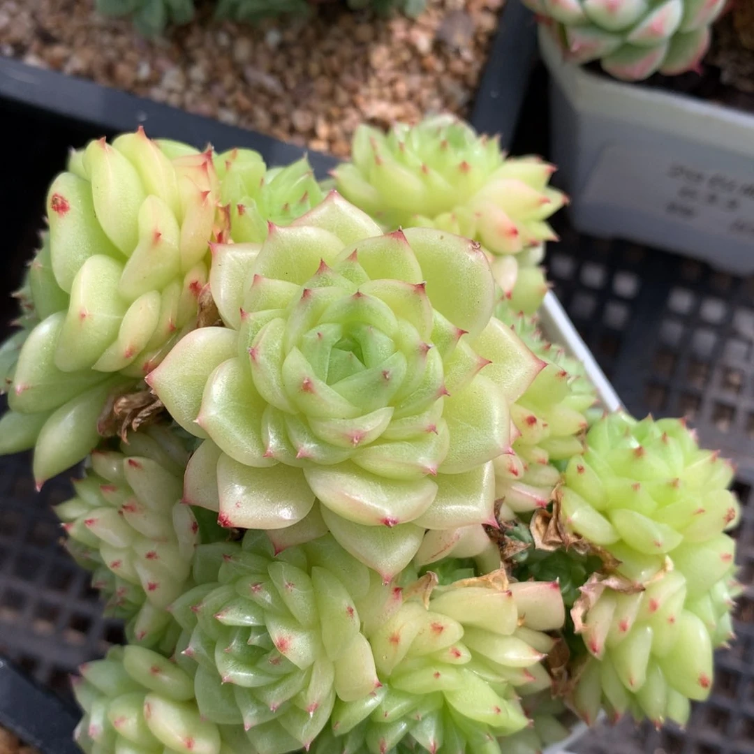 0827-75 麦杆优选