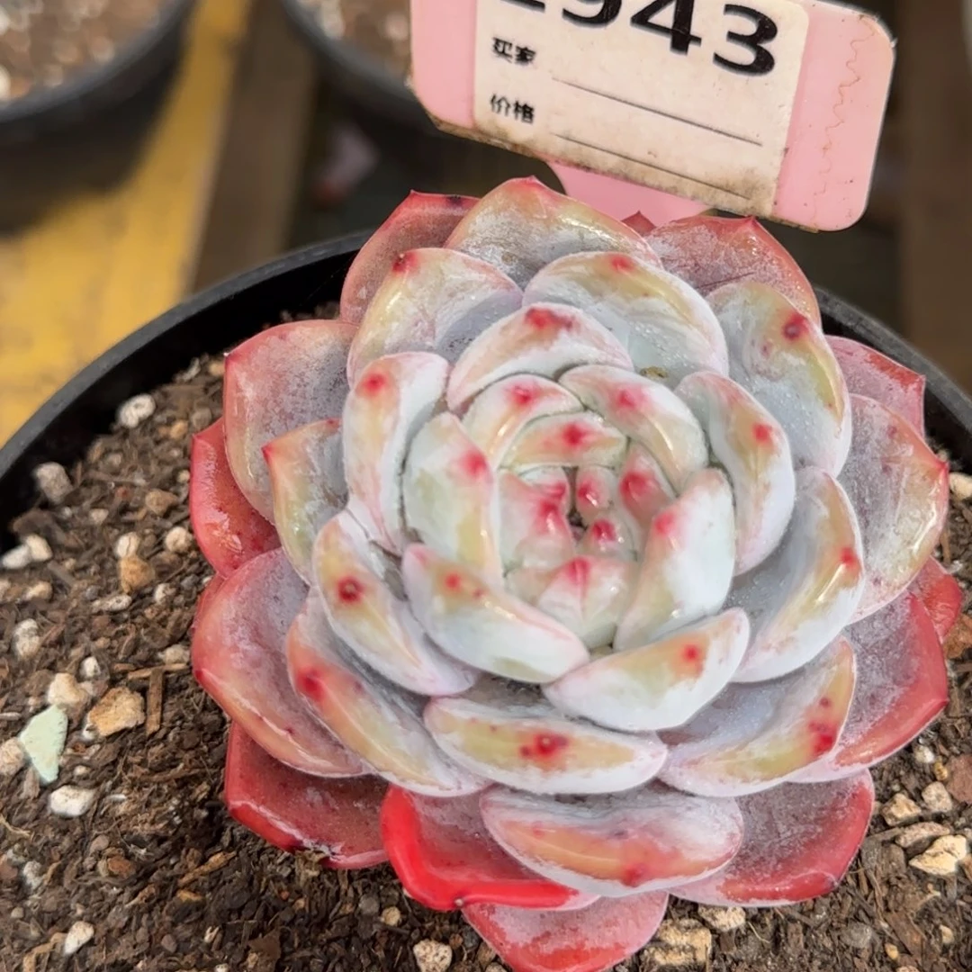 橙梦露943一物一拍包装收缩花旱