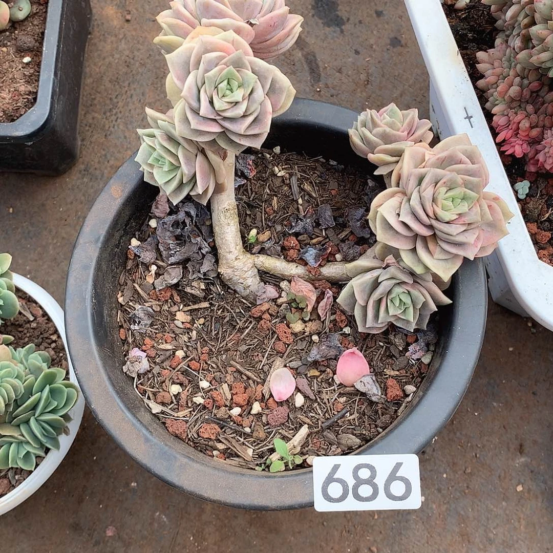 686 一物一拍多肉