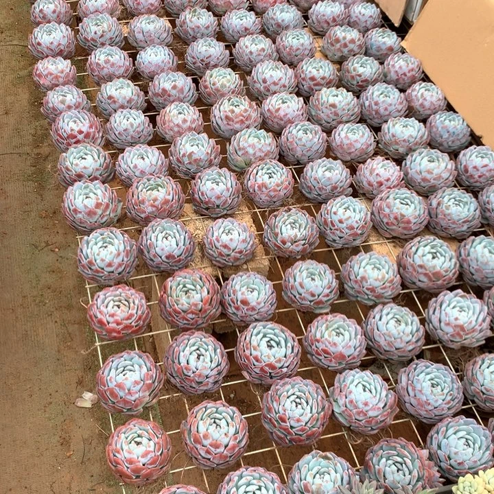 精控单头包子橙梦露7.88两单包邮