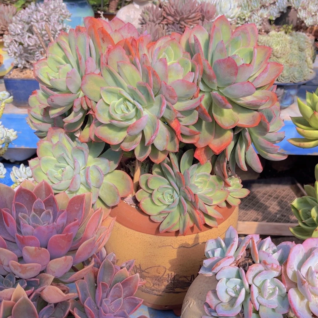小***阳多肉植物组合盆栽植物