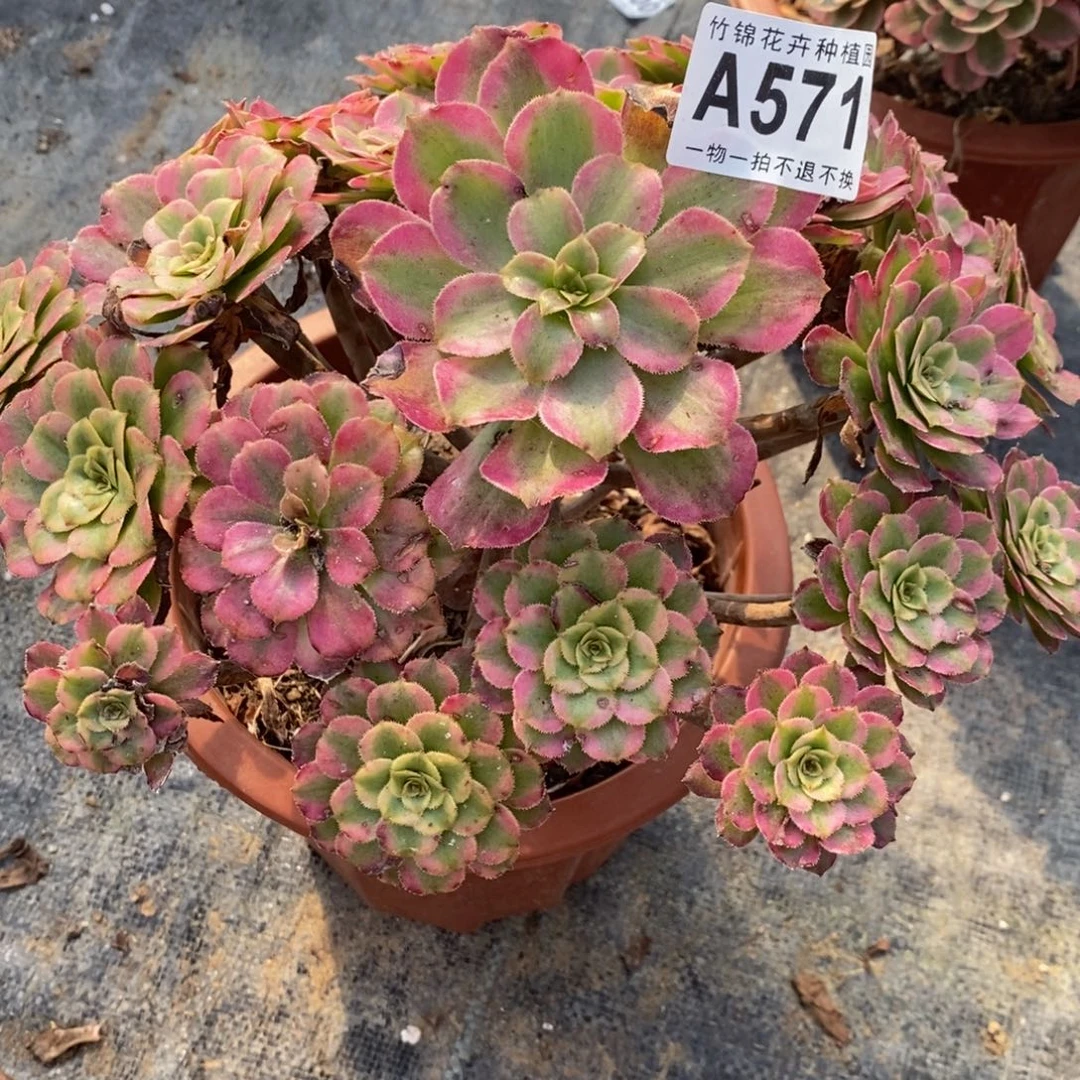 571黛玉福利妖桩小