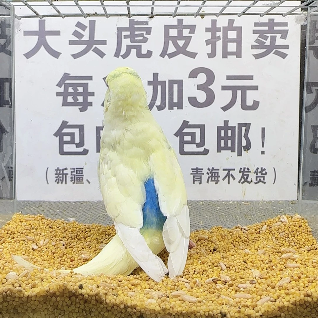 虎皮鹦鹉大头鹦鹉