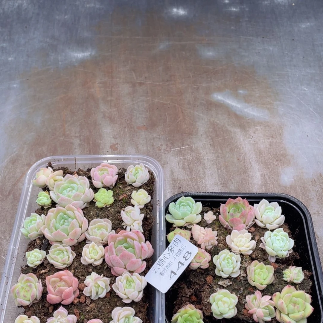 云糖心多肉植物448