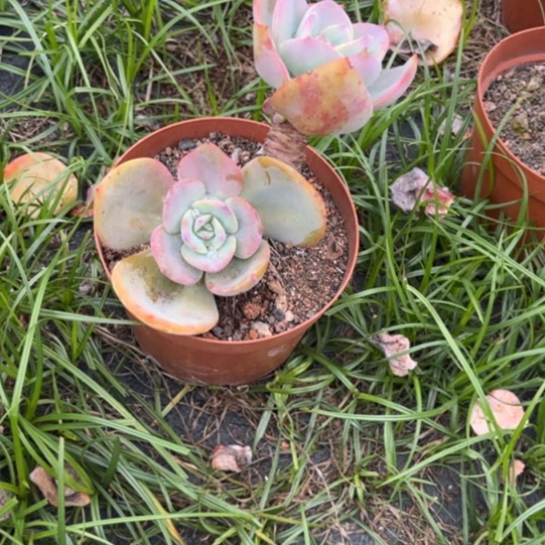 【闪购商品】浅**凉白凤