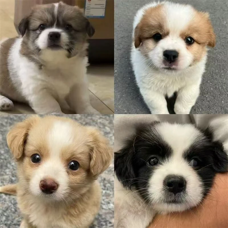 多种小型犬幼犬宠物狗中华田园犬蝴蝶犬等专用链接