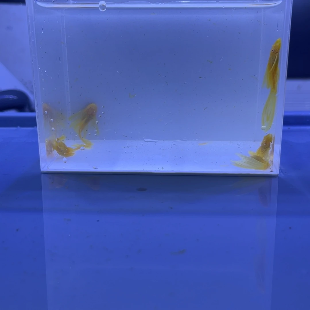 孔雀鱼大帆5条开箱视频报损
