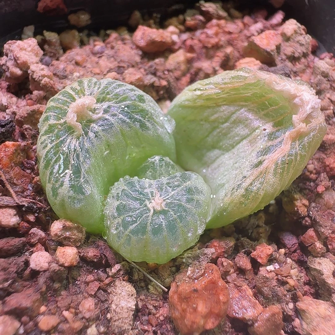 佛座箍。                822