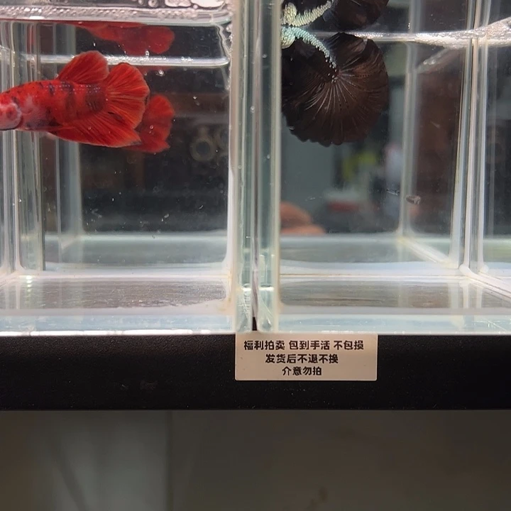 斗鱼满30包邮1日10+26