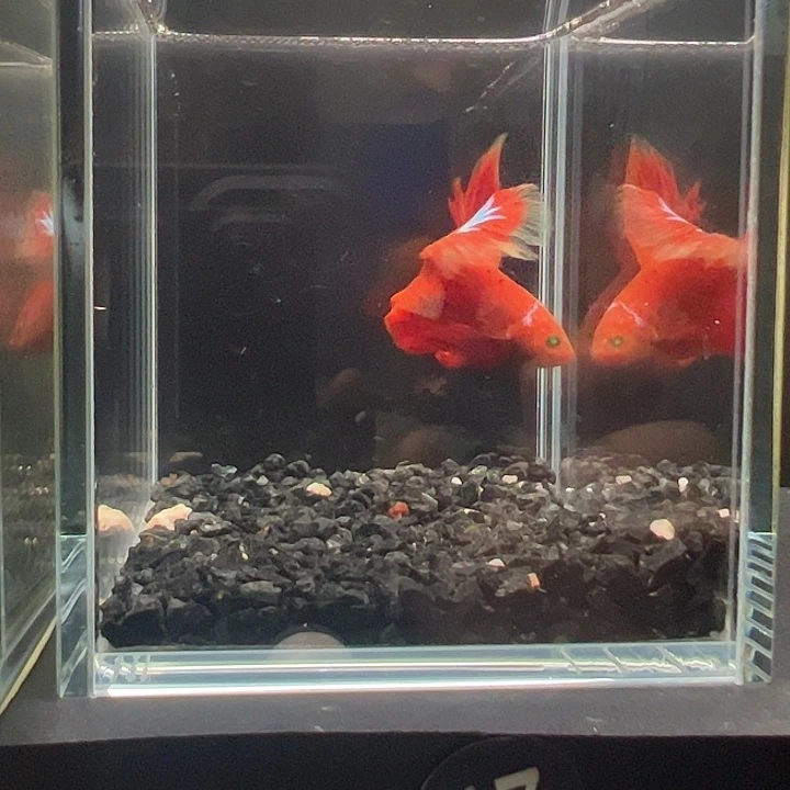 斗鱼一单包邮31日128