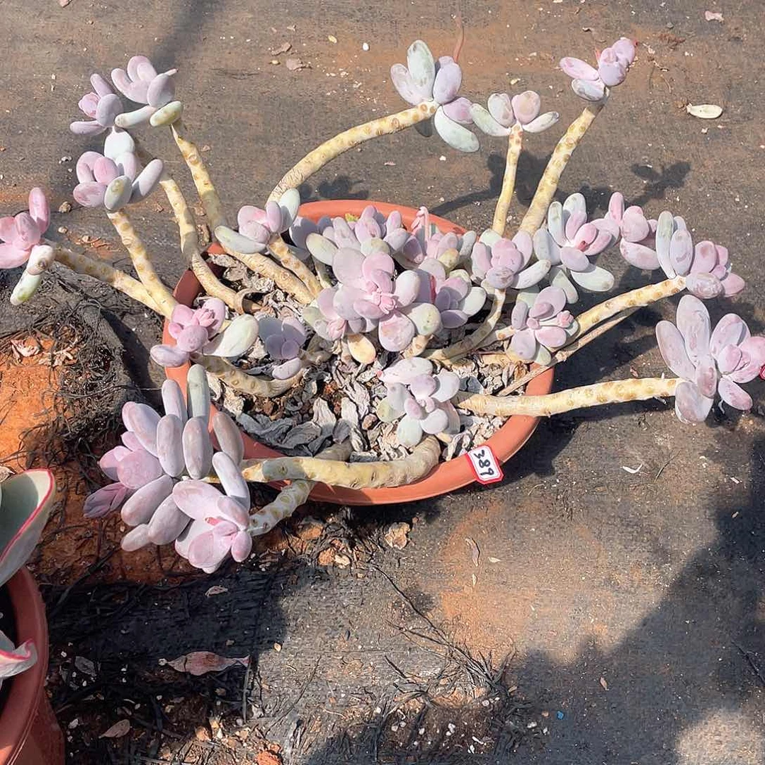 389桃美人 一物一拍多肉