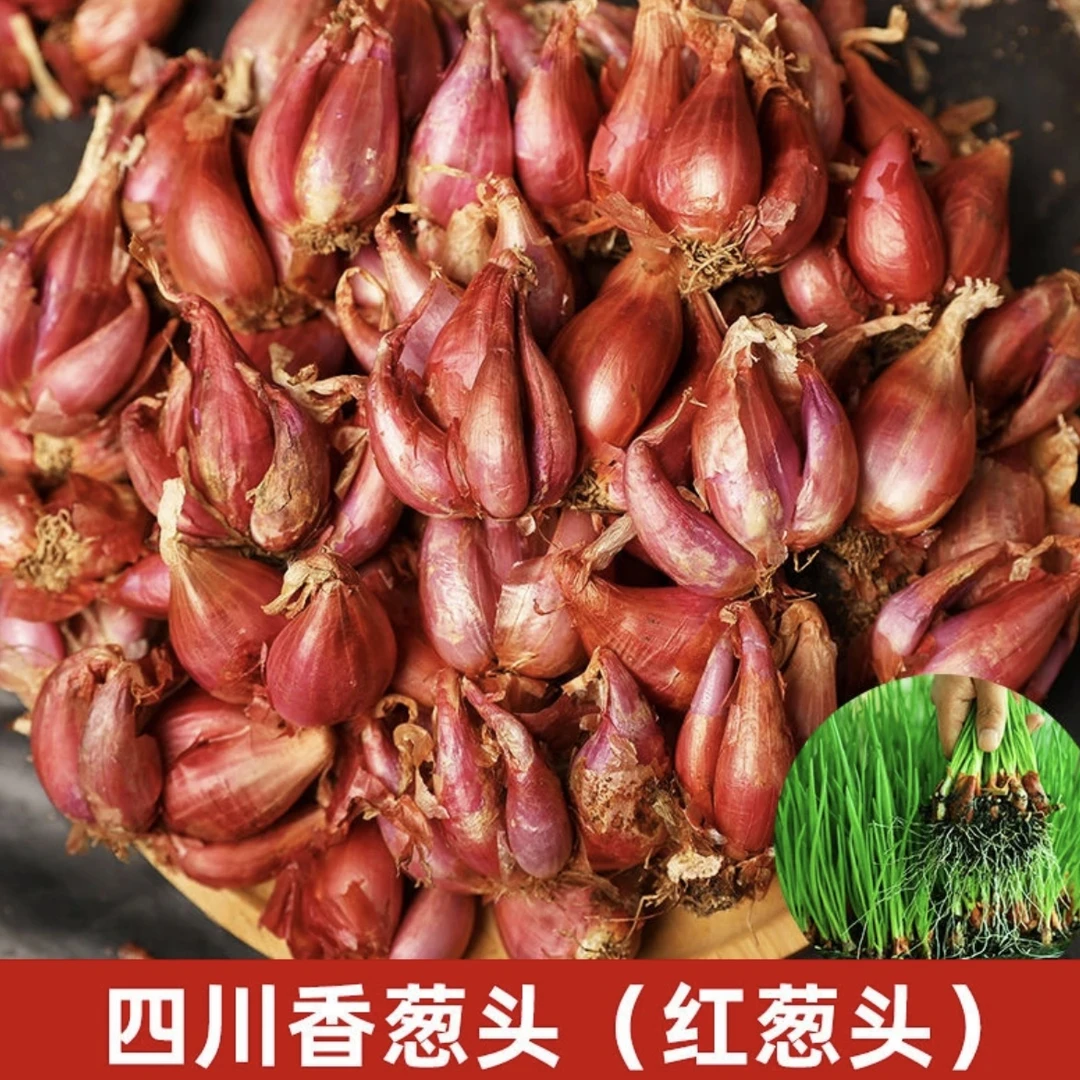 四季速生红皮火葱头农家四季小香葱种子秧苗分葱籽多年生阳台盆栽