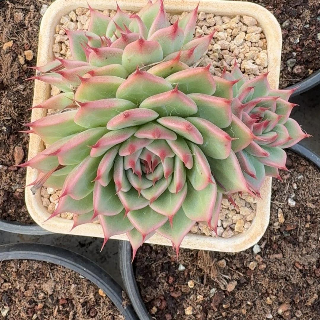 托斯卡内丽三头无砍