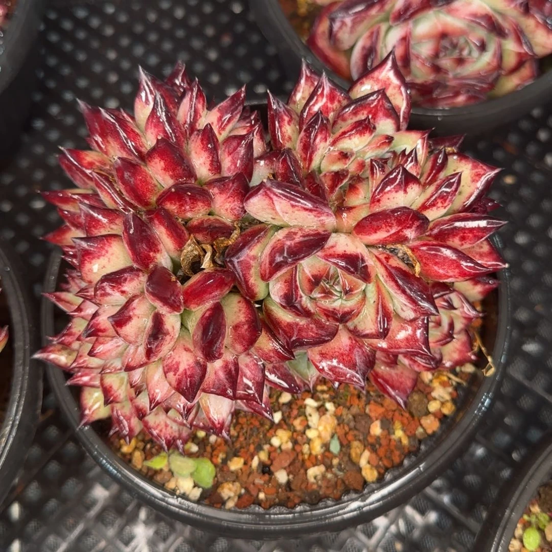 从前慢甄选多肉编号红拉糖缀