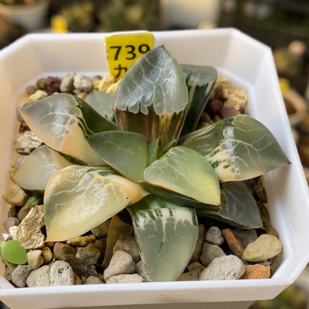 739号火凤凰克锦多肉