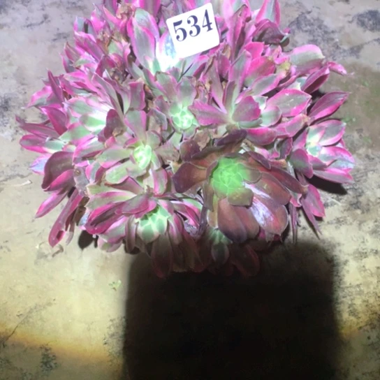 多肉植物女巫534