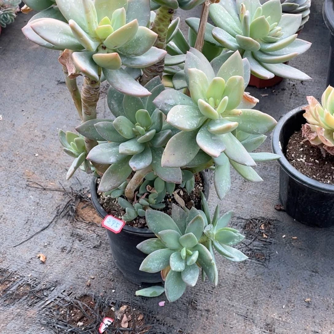 295芒果美人 一物一拍多肉