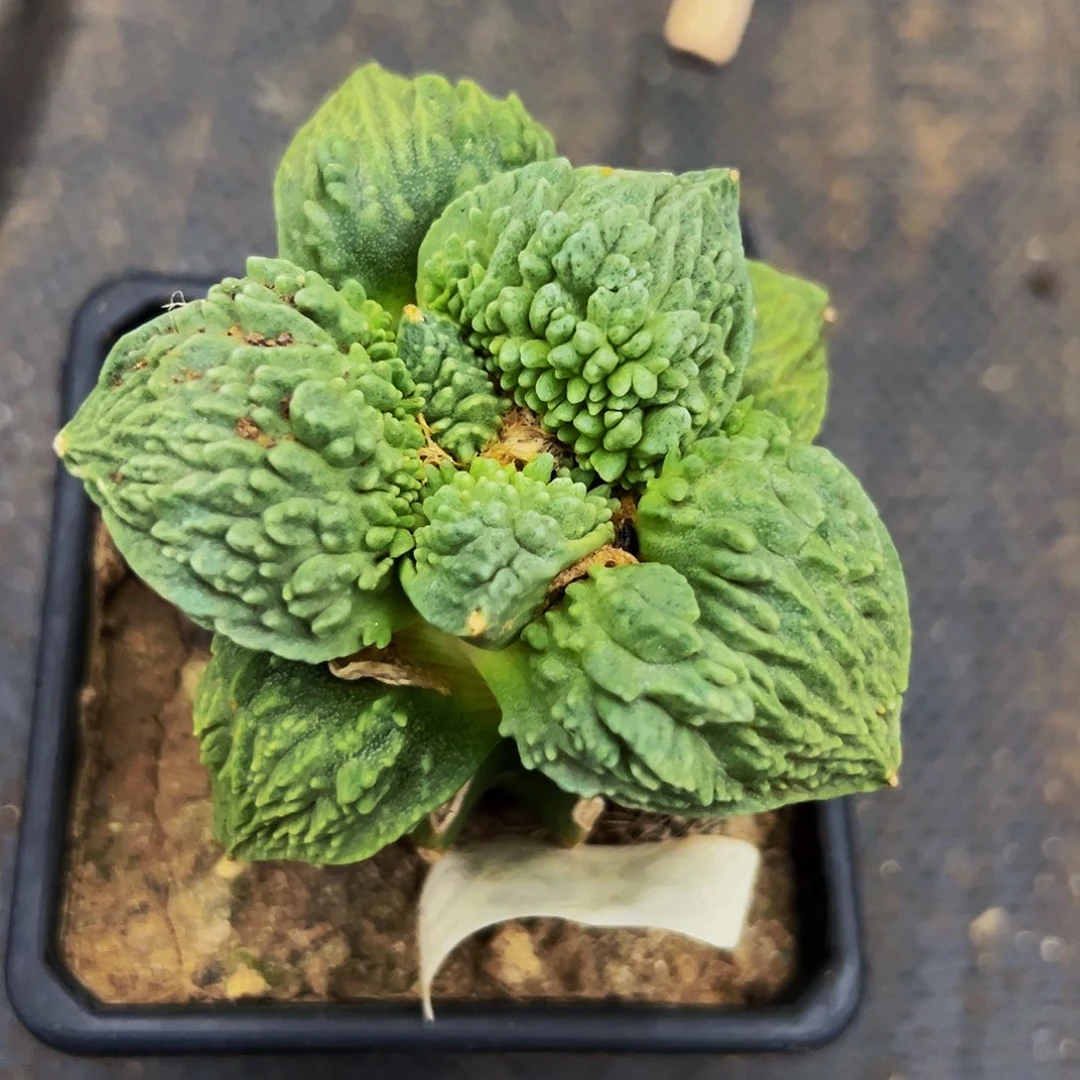 无花朵福利怒涛牡丹538