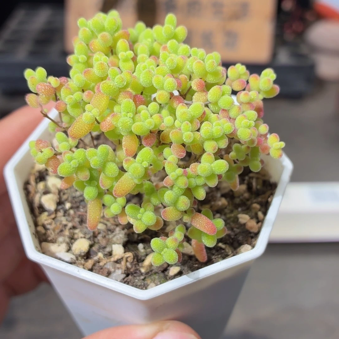 树形金桔糖球多肉9.9包邮发货