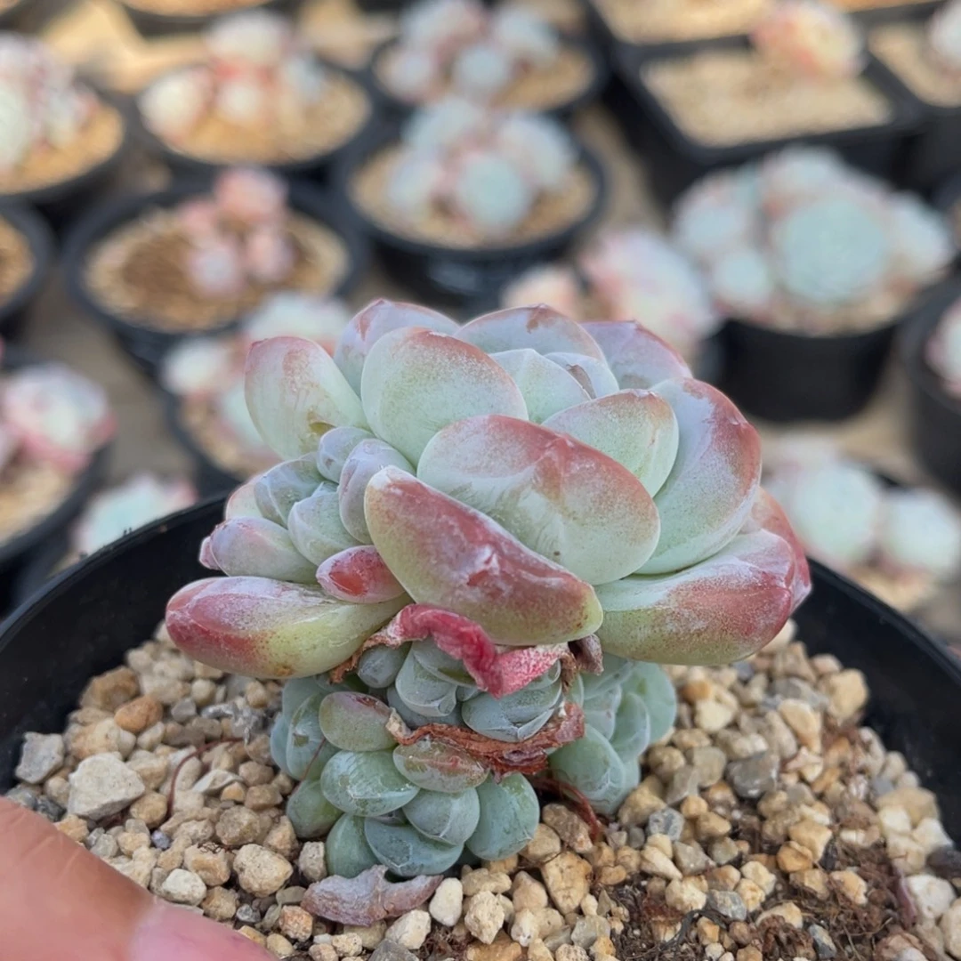 潜力股捧花满68包邮