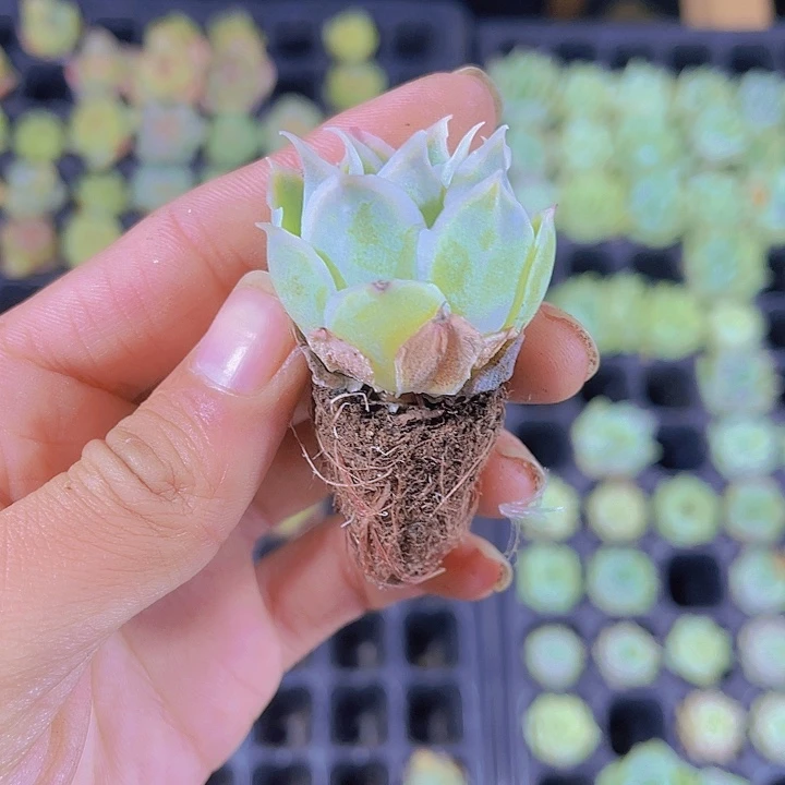 精品冰边蓝丝绒多肉植物