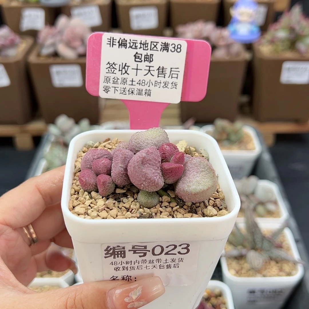 023夏娃多肉植物