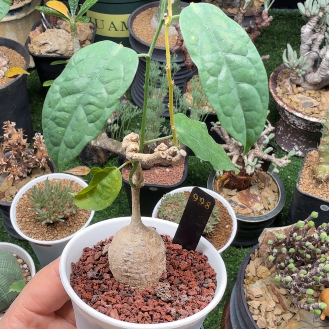 白皮西番莲998仙人掌
