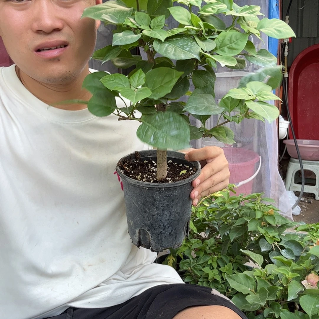 无花朵三角梅52号