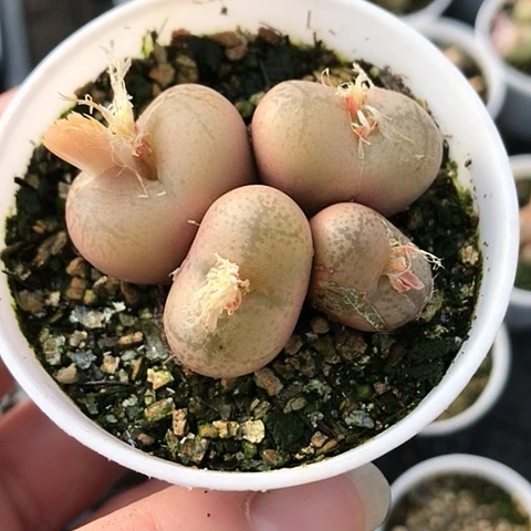 多肉肉锥 吕氏毛杂