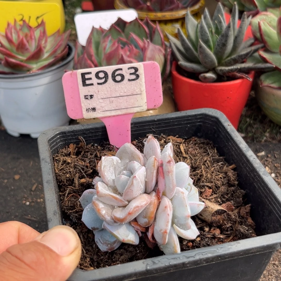 韩版奶茶惊鸿仙子多肉植物