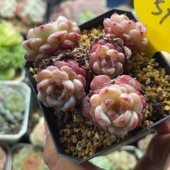 糖心天鹅绒老桩5973