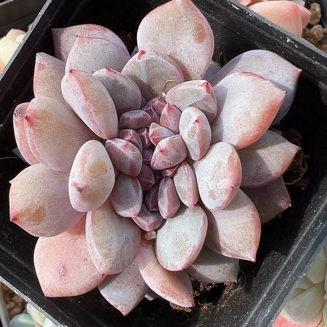 石榴子星影小缀化