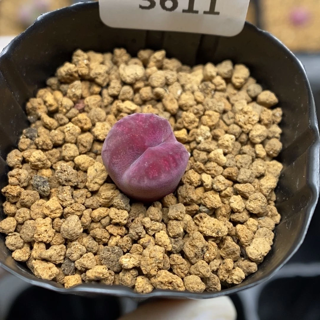 多肉植物肉锥杂交K-3611