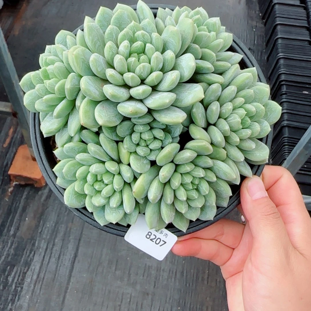 璐***儿百达翡翠，8207多肉植物