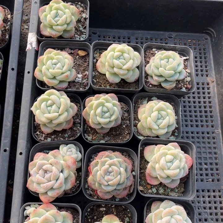 冰玉多肉七方盆一组冠幅5厘米13个4号