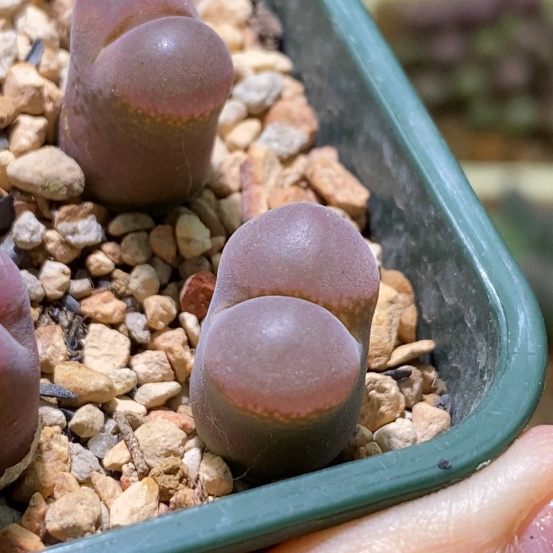 青蛙种缘恩东风铃
