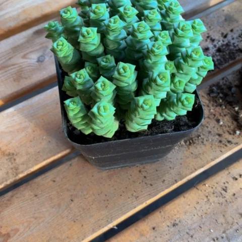钱串。