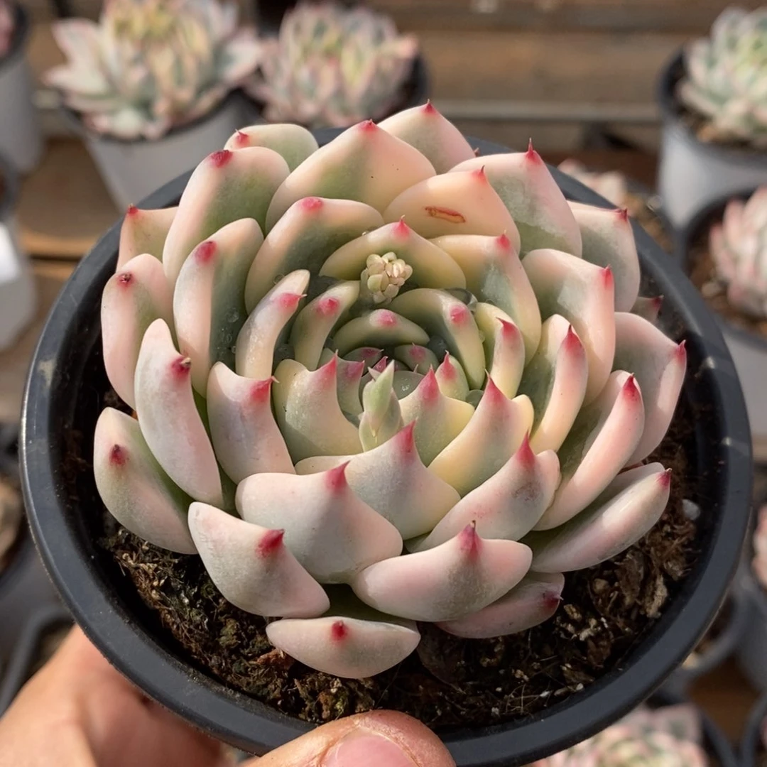 林**钧吉娃娃锦多肉植物