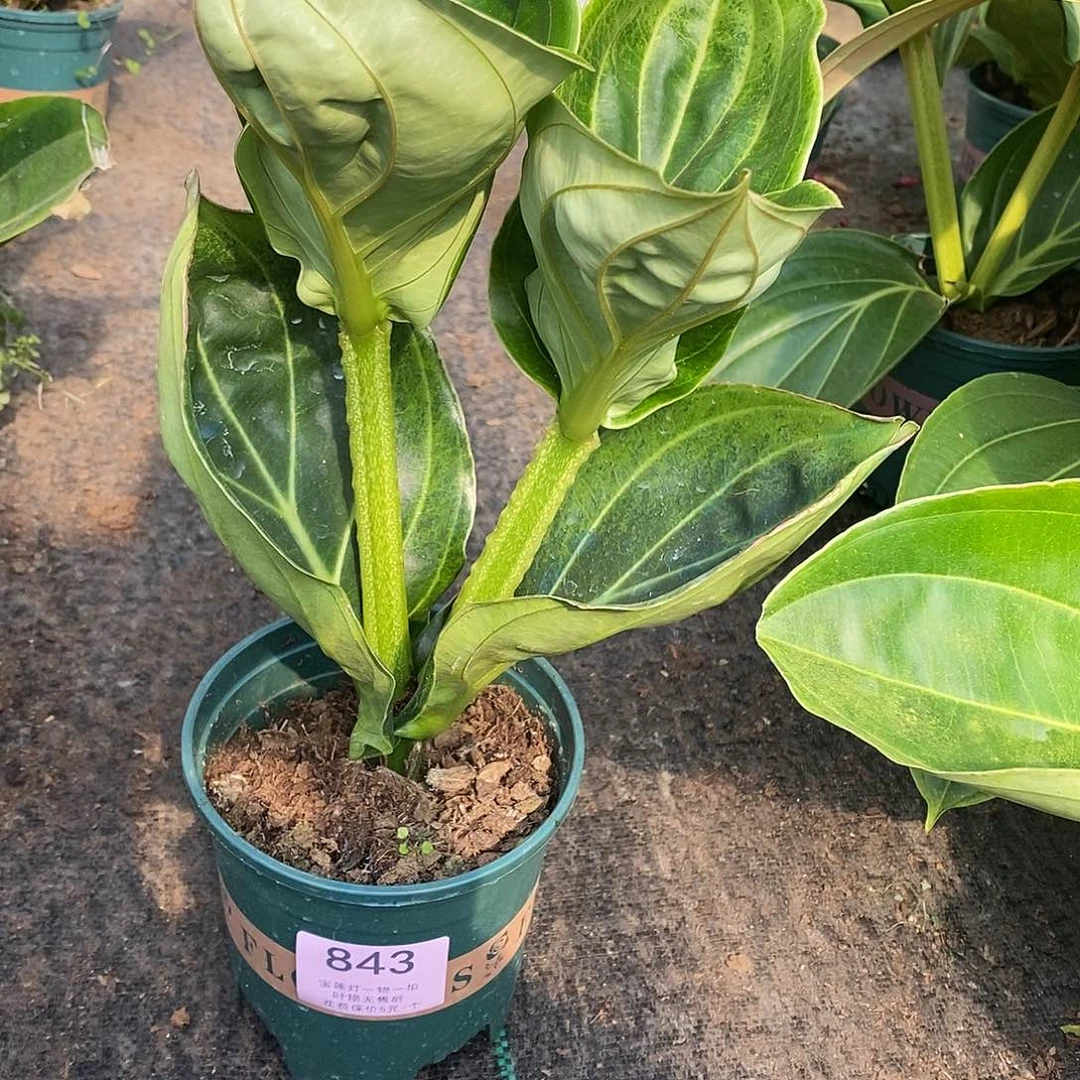 木本植物腊*木本花卉843福利