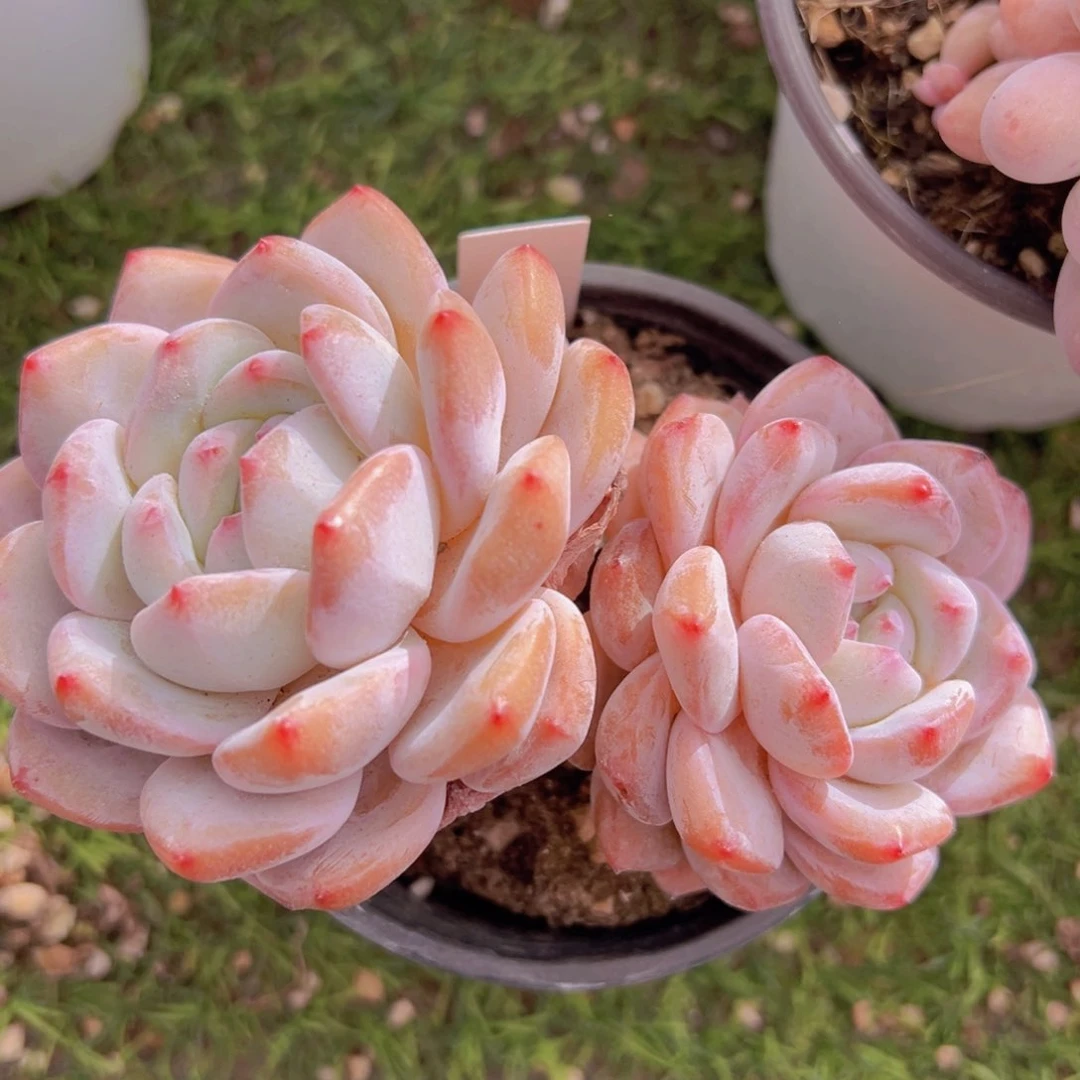 M****a香玉的故事是一个人的故事