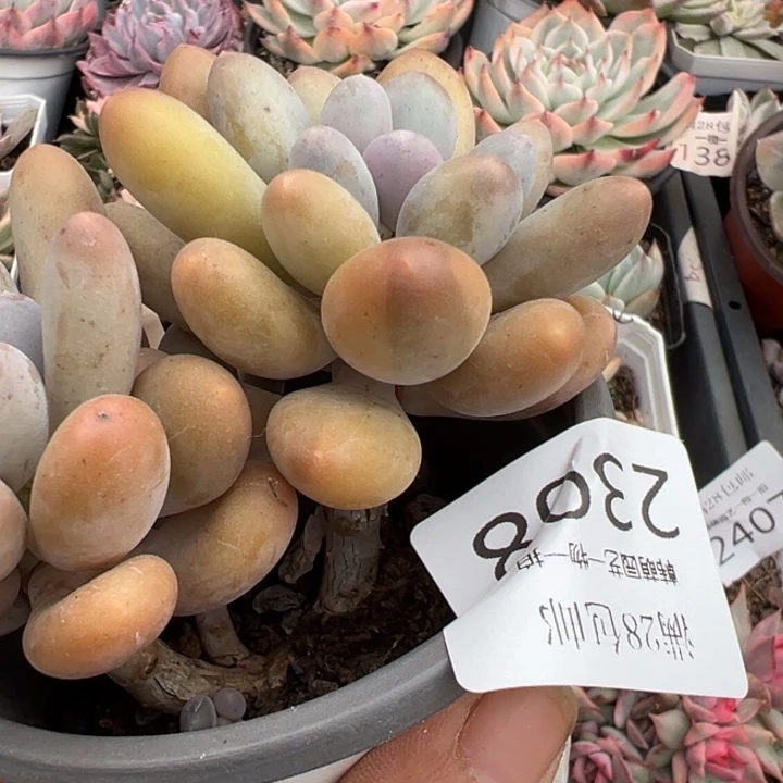 汤圆锦多肉植物2308