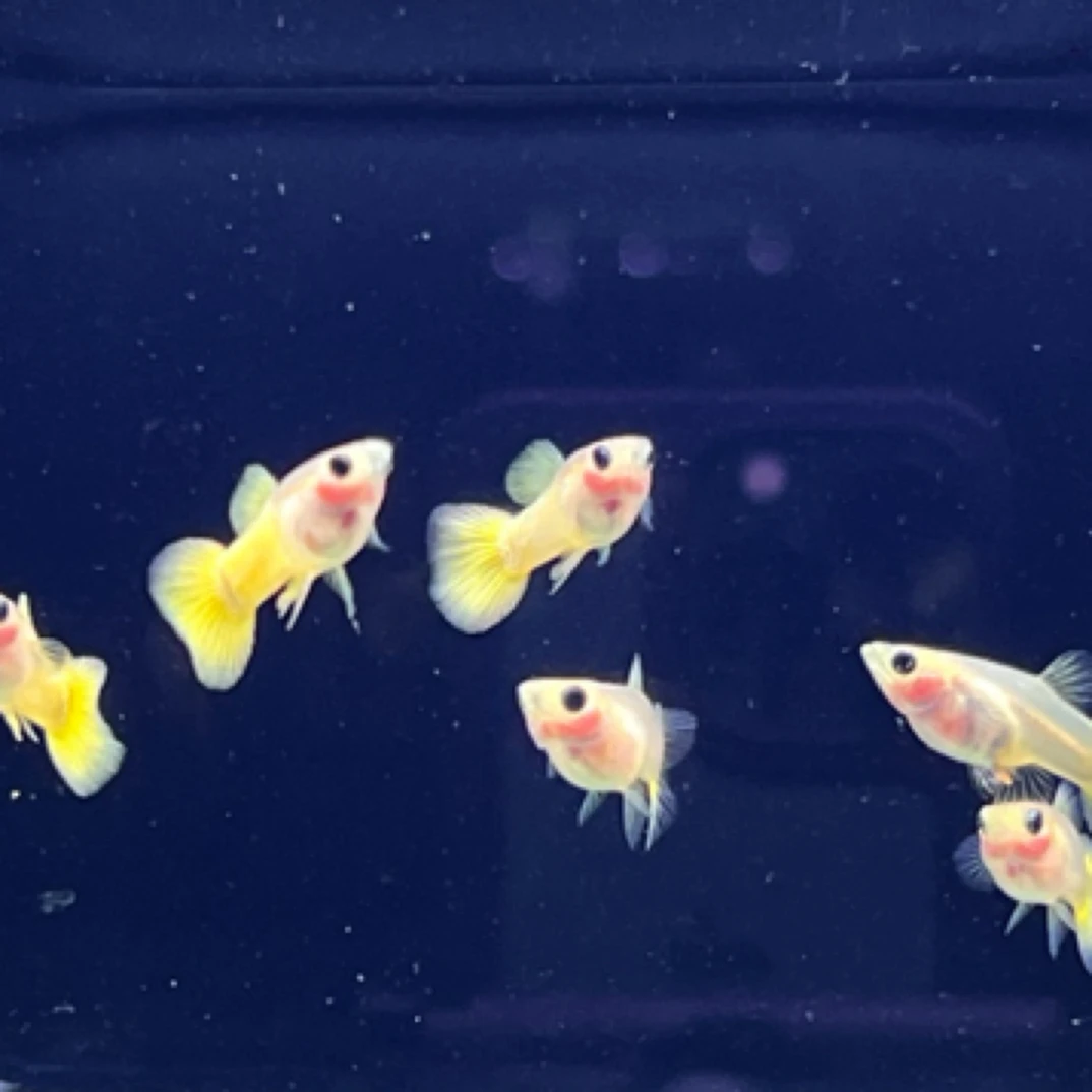 黄金玻璃猫，4对，顺丰包邮包损。