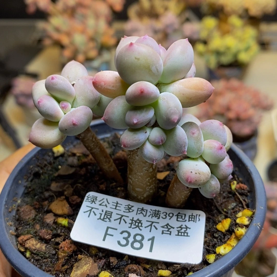 381苹果奶四代多肉5cm